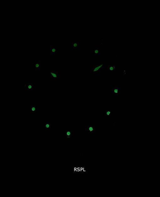 インビクタスピードウェイ28706自動100 Mメンズ腕時計