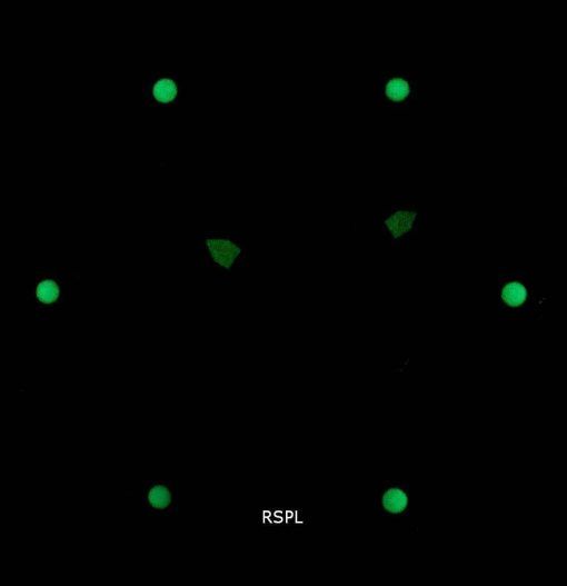 インビクタヴェノム30972クォーツレディースウォッチ